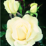 SILVER ANNIVERSARY (hybrid tea)